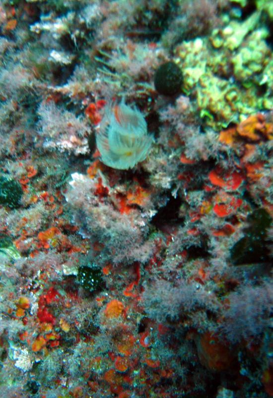 Protula tubularia